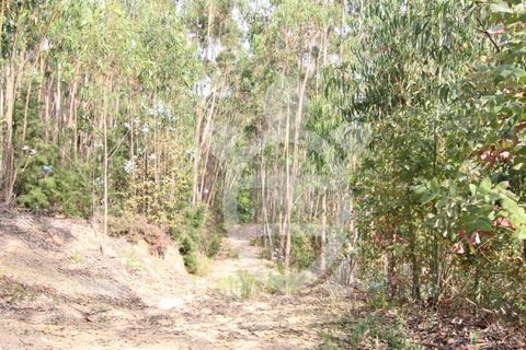 Helårsgrund i Coimbra, Coimbra, Coimbra - € 35.000 | Ref: cbr2771 - foto 9