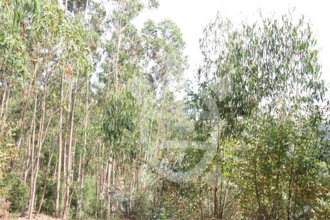 Helårsgrund i Coimbra, Coimbra, Coimbra - € 35.000 | Ref: cbr2771 - foto 14