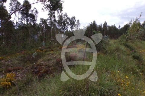 Helårsgrund i Coimbra, Coimbra, Coimbra - € 13.500 | Ref: cbr2717 - foto 6