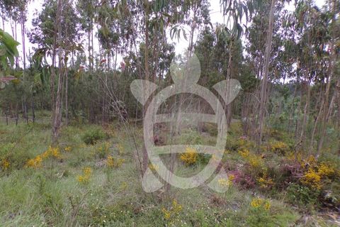 Helårsgrund i Coimbra, Coimbra, Coimbra - € 13.500 | Ref: cbr2717 - foto 8