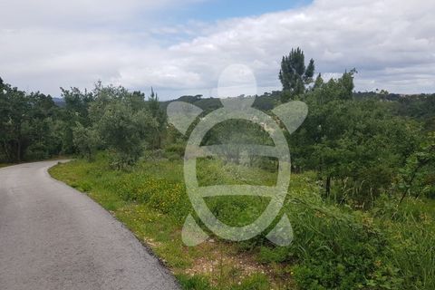Terra a Condeixa-a-Nova, Coimbra, Condeixa-a-Nova - € 35.000 | Ref: cdx0640 - foto 5