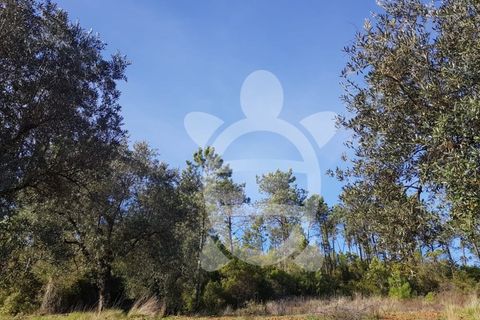 Helårsgrund i Coimbra, Coimbra, Coimbra - € 12.500 | Ref: cdx0600 - foto 4