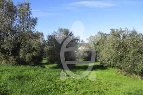 Terra a Gesteira e Brunhos, Coimbra, Gesteira e Brunhos - € 45.000 | Ref: cdx0582 - foto 2
