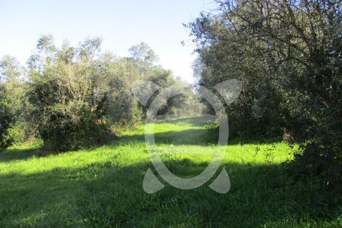 Terra a Gesteira e Brunhos, Coimbra, Gesteira e Brunhos - € 45.000 | Ref: cdx0582 - foto 5