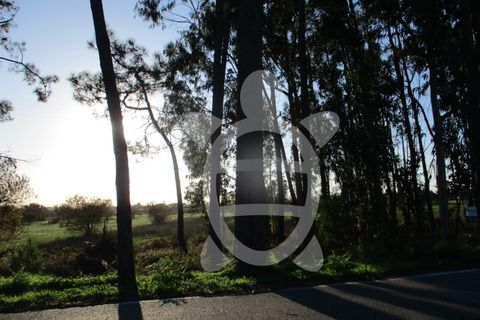 Terra a Bom Sucesso, Aveiro, Bom Sucesso - € 50.000 | Ref: ff1200 - foto 2