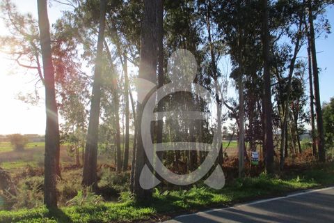 Terra a Bom Sucesso, Aveiro, Bom Sucesso - € 50.000 | Ref: ff1200 - foto 3
