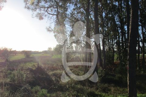 Terra a Bom Sucesso, Aveiro, Bom Sucesso - € 50.000 | Ref: ff1200 - foto 4
