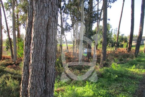 Terra a Bom Sucesso, Aveiro, Bom Sucesso - € 50.000 | Ref: ff1200 - foto 5