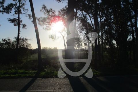 Terra a Bom Sucesso, Aveiro, Bom Sucesso - € 50.000 | Ref: ff1200 - foto 6