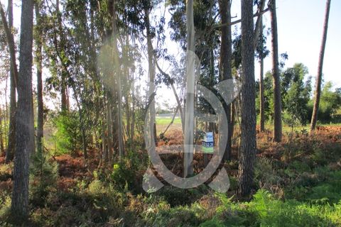 Terra a Bom Sucesso, Aveiro, Bom Sucesso - € 50.000 | Ref: ff1200 - foto 7