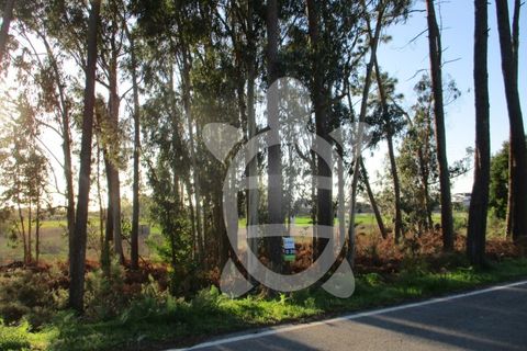 Terra a Bom Sucesso, Aveiro, Bom Sucesso - € 50.000 | Ref: ff1200 - foto 8