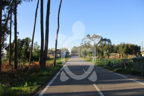 Terra a Bom Sucesso, Aveiro, Bom Sucesso - € 50.000 | Ref: ff1200 - foto 10
