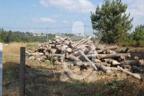 Terra a Anca, Coimbra, Anca - € 65.000 | Ref: cbr2408 - foto 6