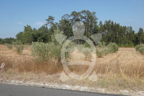 Terra a Anca, Coimbra, Anca - € 65.000 | Ref: cbr2408 - foto 10