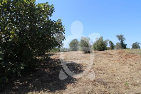 Terra a Vila Verde, Coimbra, Vila Verde - € 24.900 | Ref: ff0844 - foto 10