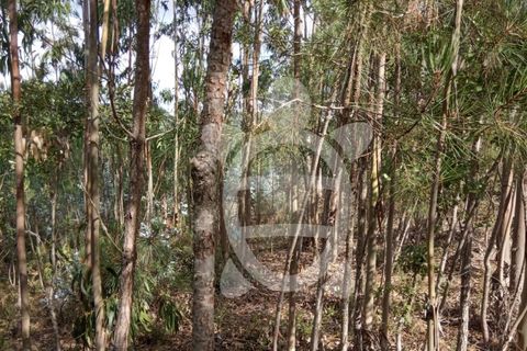 Helårsgrund i Coimbra, Coimbra, Coimbra - € 49.000 | Ref: cbr1926 - foto 10