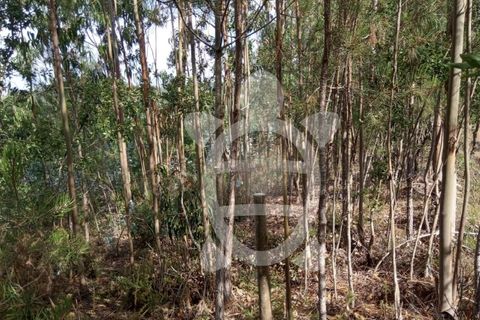 Helårsgrund i Coimbra, Coimbra, Coimbra - € 49.000 | Ref: cbr1926 - foto 13