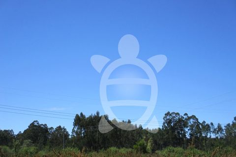 Terra a Vilamar e Corticeiro de Cima, Coimbra, Vilamar e Corticeiro de Cima - € 120.000 | Ref: ff0780 - foto 5