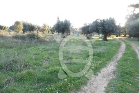 Helårsgrund i Coimbra, Coimbra, Coimbra - € 9.500 | Ref: cbr1827 - foto 2