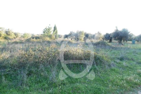 Helårsgrund i Coimbra, Coimbra, Coimbra - € 9.500 | Ref: cbr1827 - foto 4