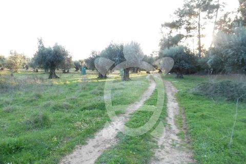 Helårsgrund i Coimbra, Coimbra, Coimbra - € 9.500 | Ref: cbr1827 - foto 6
