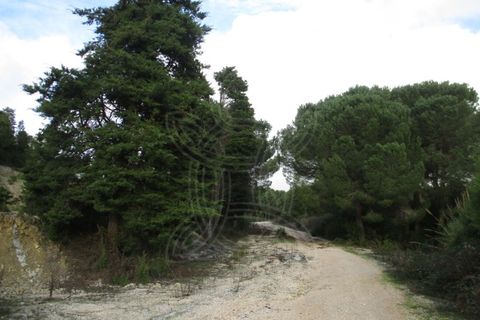 Terra a Cernache, Coimbra, Cernache - € 199.500 | Ref: cbr0226 - foto 8