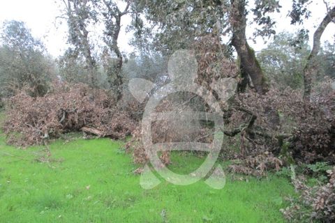 Helårsgrund i Coimbra, Coimbra, Coimbra - € 24.000 | Ref: cdx0270 - foto 8