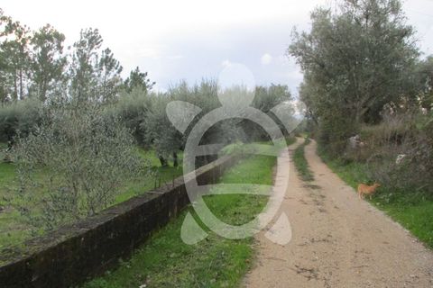 Helårsgrund i Coimbra, Coimbra, Coimbra - € 24.000 | Ref: cdx0270 - foto 11
