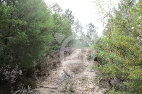 Helårsgrund i Miranda do Corvo, Coimbra, Miranda do Corvo - € 72.500 | Ref: cbr1794 - foto 10