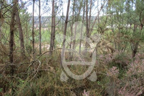 Helårsgrund i Miranda do Corvo, Coimbra, Miranda do Corvo - € 72.500 | Ref: cbr1794 - foto 28