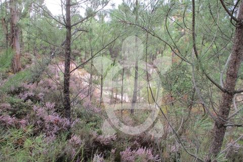 Helårsgrund i Miranda do Corvo, Coimbra, Miranda do Corvo - € 72.500 | Ref: cbr1794 - foto 32