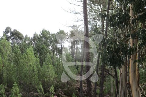 Helårsgrund i Miranda do Corvo, Coimbra, Miranda do Corvo - € 72.500 | Ref: cbr1794 - foto 42