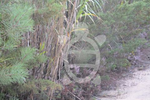 Helårsgrund i Miranda do Corvo, Coimbra, Miranda do Corvo - € 72.500 | Ref: cbr1794 - foto 50