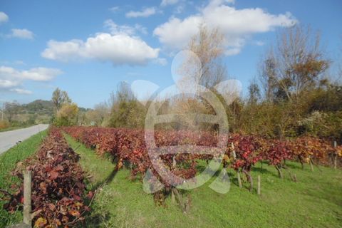 Helårsgrund i Coimbra, Coimbra, Coimbra - € 19.500 | Ref: cbr1737 - foto 5