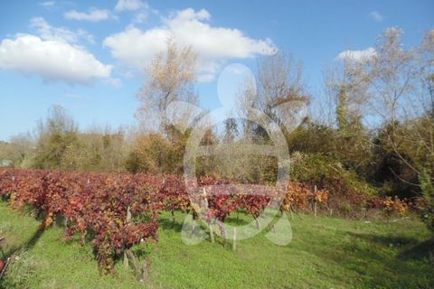 Helårsgrund i Coimbra, Coimbra, Coimbra - € 19.500 | Ref: cbr1737 - foto 6