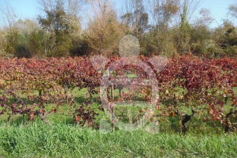 Helårsgrund i Coimbra, Coimbra, Coimbra - € 19.500 | Ref: cbr1737 - foto 7