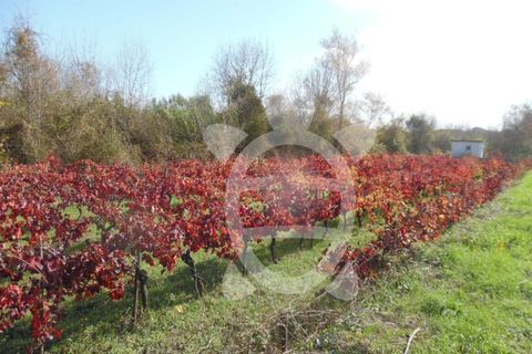 Helårsgrund i Coimbra, Coimbra, Coimbra - € 19.500 | Ref: cbr1737 - foto 9