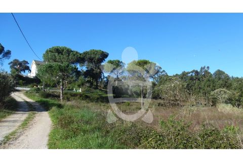 Terra a Assafarge e Antanhol, Coimbra, Assafarge e Antanhol - € 24.500 | Ref: cbr1722 - foto 4