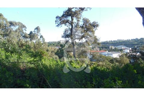 Terra a Assafarge e Antanhol, Coimbra, Assafarge e Antanhol - € 24.500 | Ref: cbr1722 - foto 5