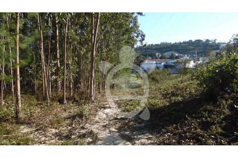 Terra a Assafarge e Antanhol, Coimbra, Assafarge e Antanhol - € 24.500 | Ref: cbr1722 - foto 11