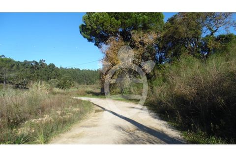 Terra a Assafarge e Antanhol, Coimbra, Assafarge e Antanhol - € 24.500 | Ref: cbr1722 - foto 13
