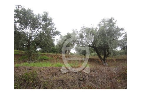 Helårsgrund i Penela, Coimbra, Penela - € 24.500 | Ref: cdx0187 - foto 4