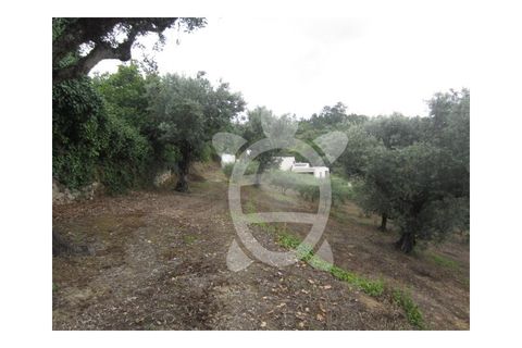 Helårsgrund i Penela, Coimbra, Penela - € 24.500 | Ref: cdx0187 - foto 5