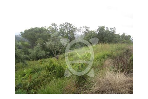 Helårsgrund i Penela, Coimbra, Penela - € 24.500 | Ref: cdx0187 - foto 6