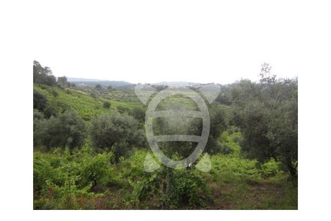 Helårsgrund i Penela, Coimbra, Penela - € 24.500 | Ref: cdx0187 - foto 7