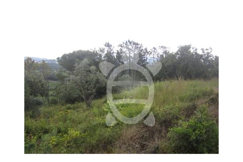 Helårsgrund i Penela, Coimbra, Penela - € 24.500 | Ref: cdx0187 - foto 9