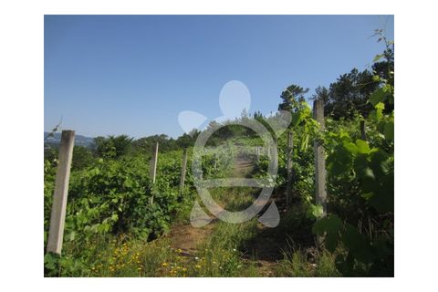Helårsgrund i Miranda do Corvo, Coimbra, Miranda do Corvo - € 23.900 | Ref: cbr1562 - foto 4