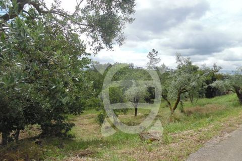 Helårsgrund i Coimbra, Coimbra, Coimbra - € 31.500 | Ref: cbr1585 - foto 4
