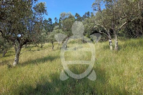 Helårsgrund i Penela, Coimbra, Penela - € 15.000 | Ref: cdx0182 - foto 11