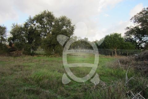 Helårsgrund i Cantanhede, Coimbra, Cantanhede - € 79.900 | Ref: ff0901 - foto 13